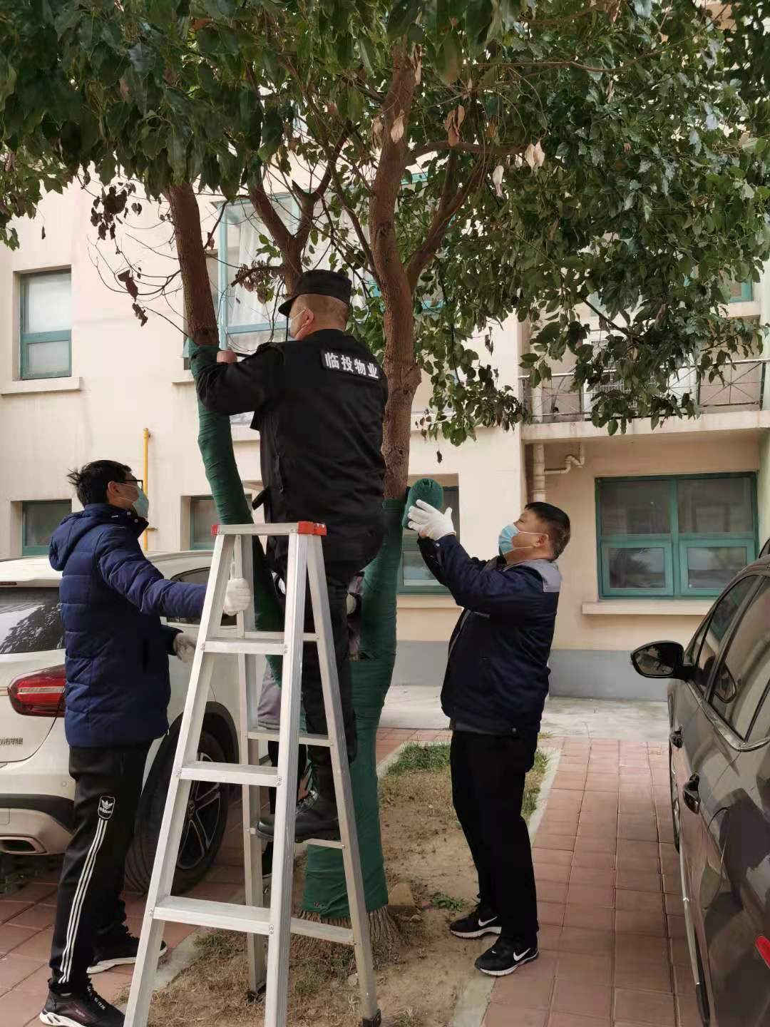 “树木穿冬装，防寒又防蛀”——临投物业公司开展冬季树木养护工作